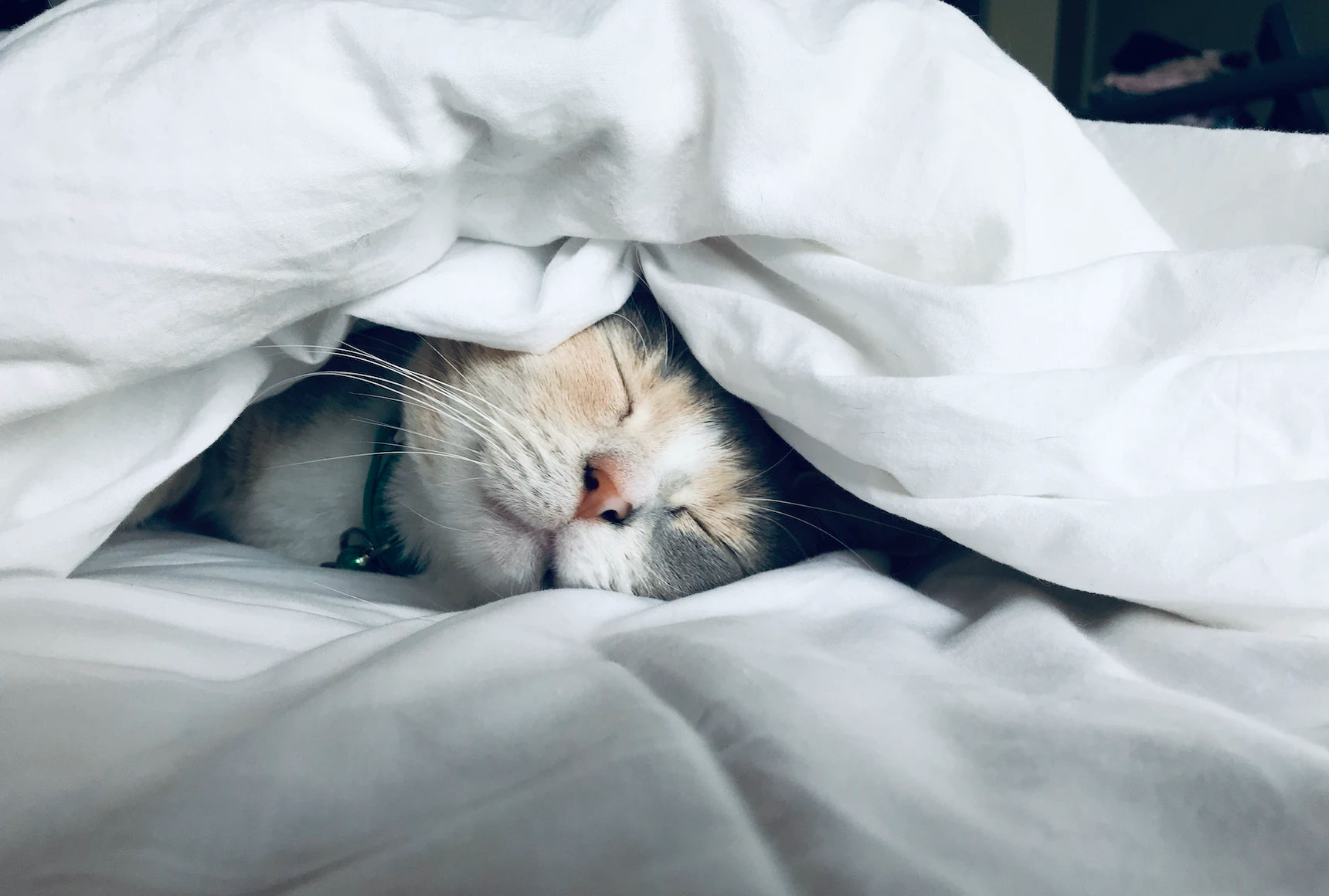 Katze schläft auf einem Bett unter einer Bettdecke